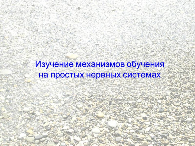 Изучение механизмов обучения на простых нервных системах